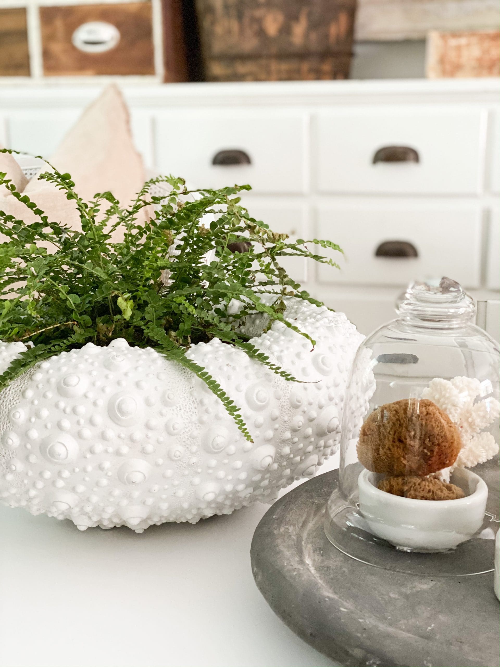 white coastal planter next to a glass cloche with small sea sponges inside