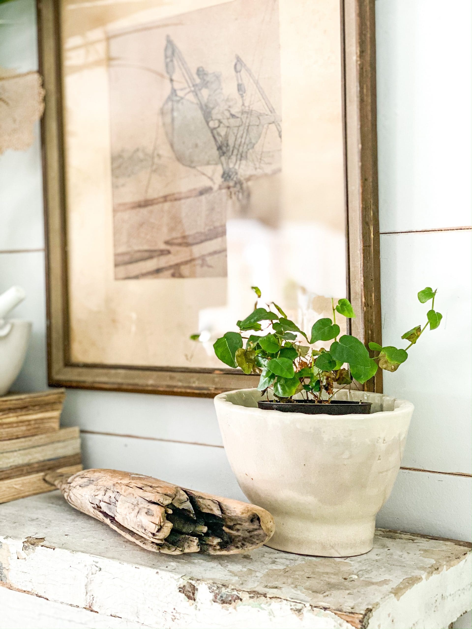 unique piece of driftwood with a mortar and pestle used as a planter on a chippy white mantel in front of a piece of coastal artwork