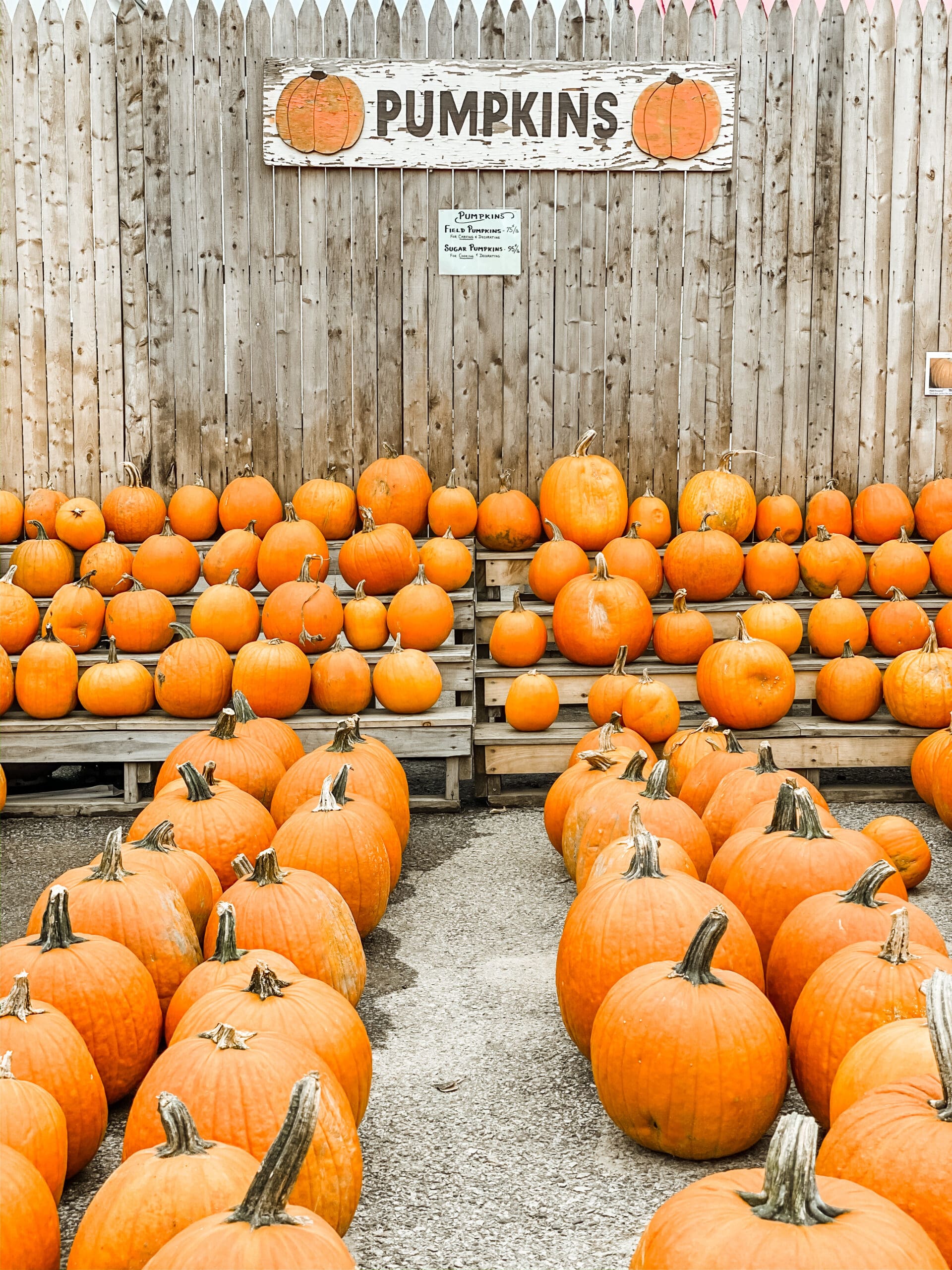pumpkins lined up at a pumpkin patch with a white sign behind