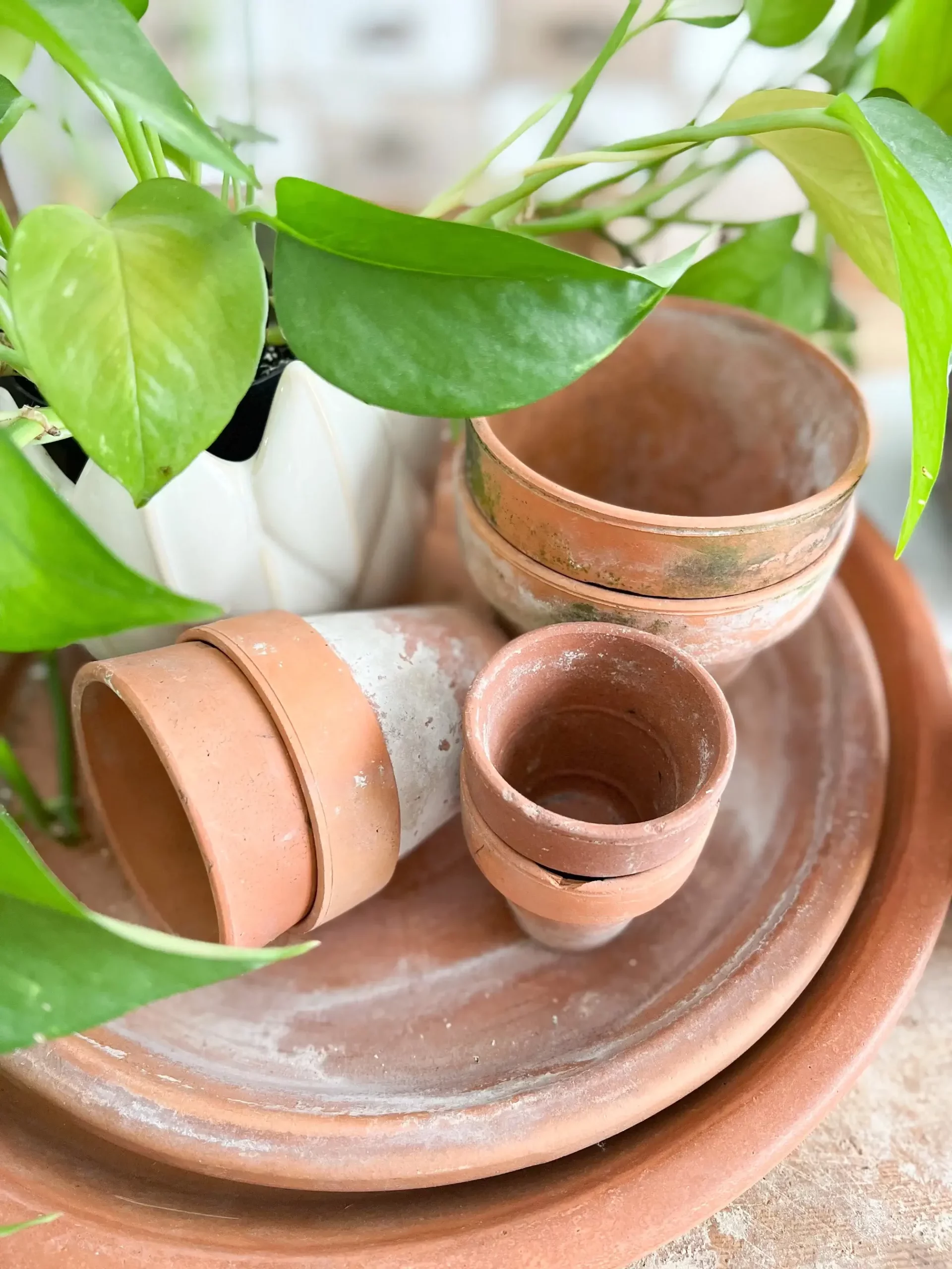 closeup of various sizes of terracotta pots with a plant next to it